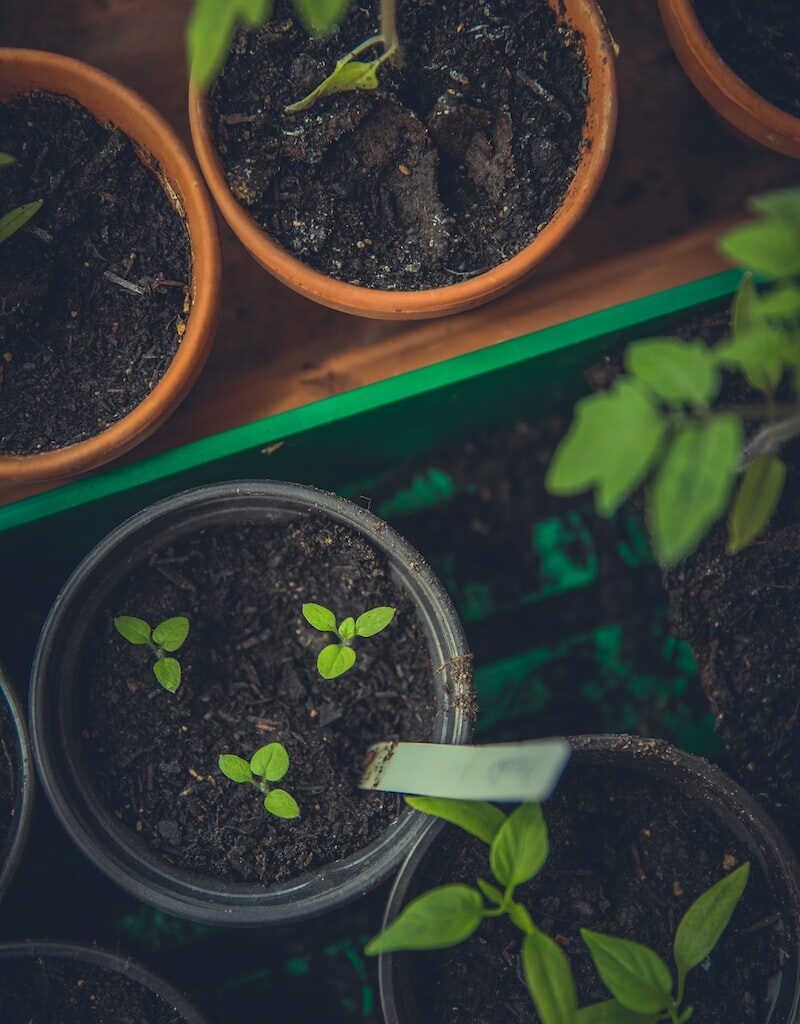 green leafed plants in pots