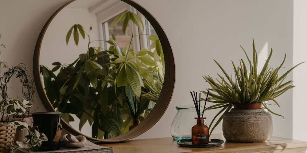 What Are the Best Houseplants for a North Facing Window? Gardening Inside