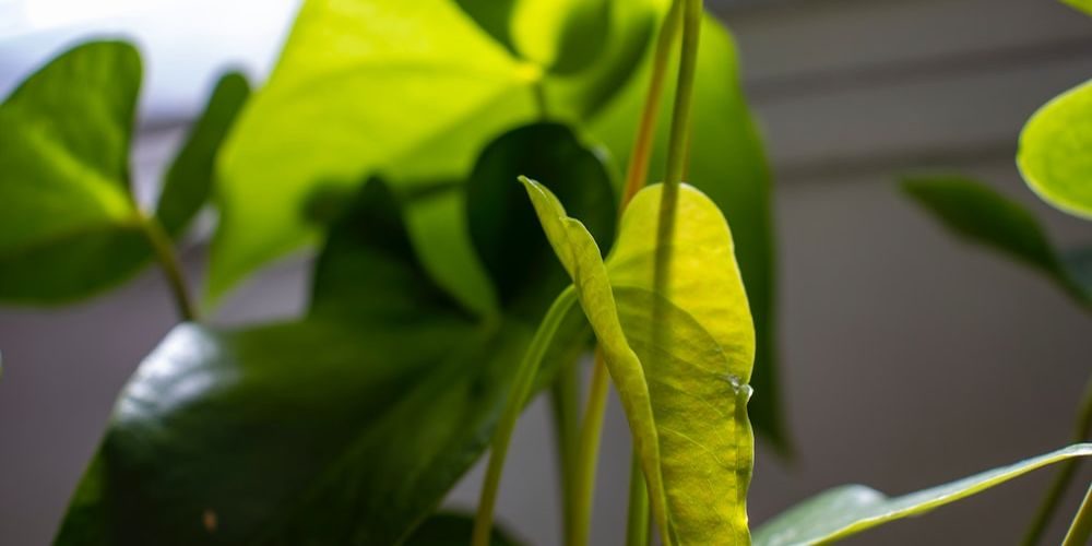 What Are the Best Indoor Plants as Per Vastu Shastra? Gardening Inside