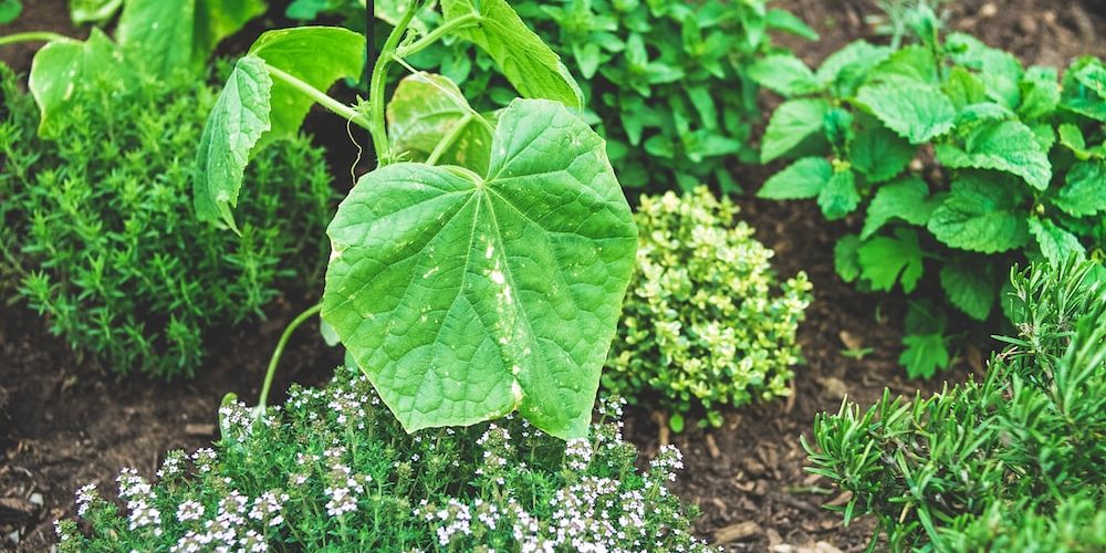 what-are-the-benefits-of-urban-gardening-at-home-gardening-inside