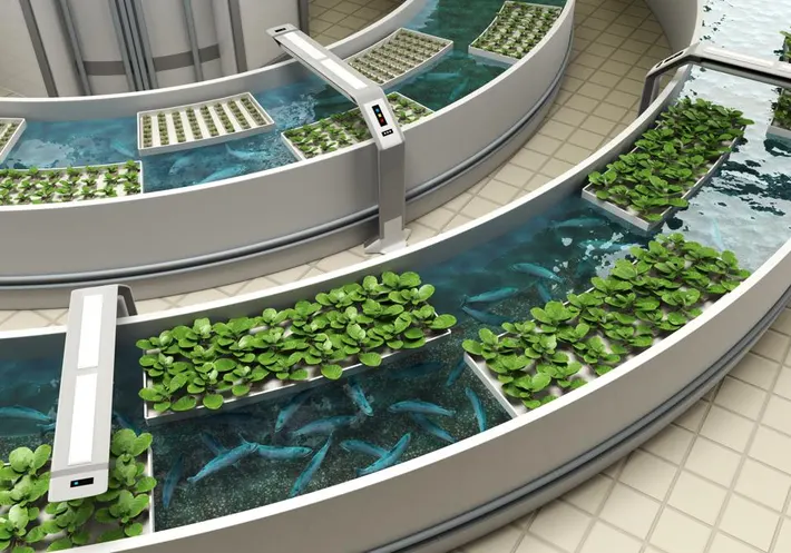 Aquaponics Fish