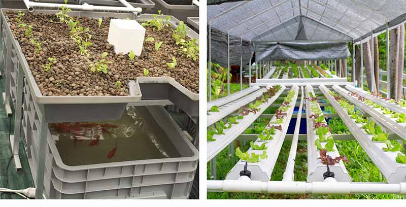 Aquaponics