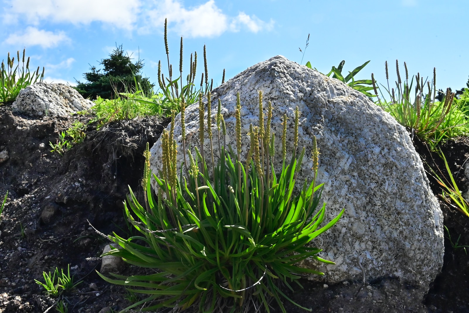 a large rock sitting on top of a lush green hillside