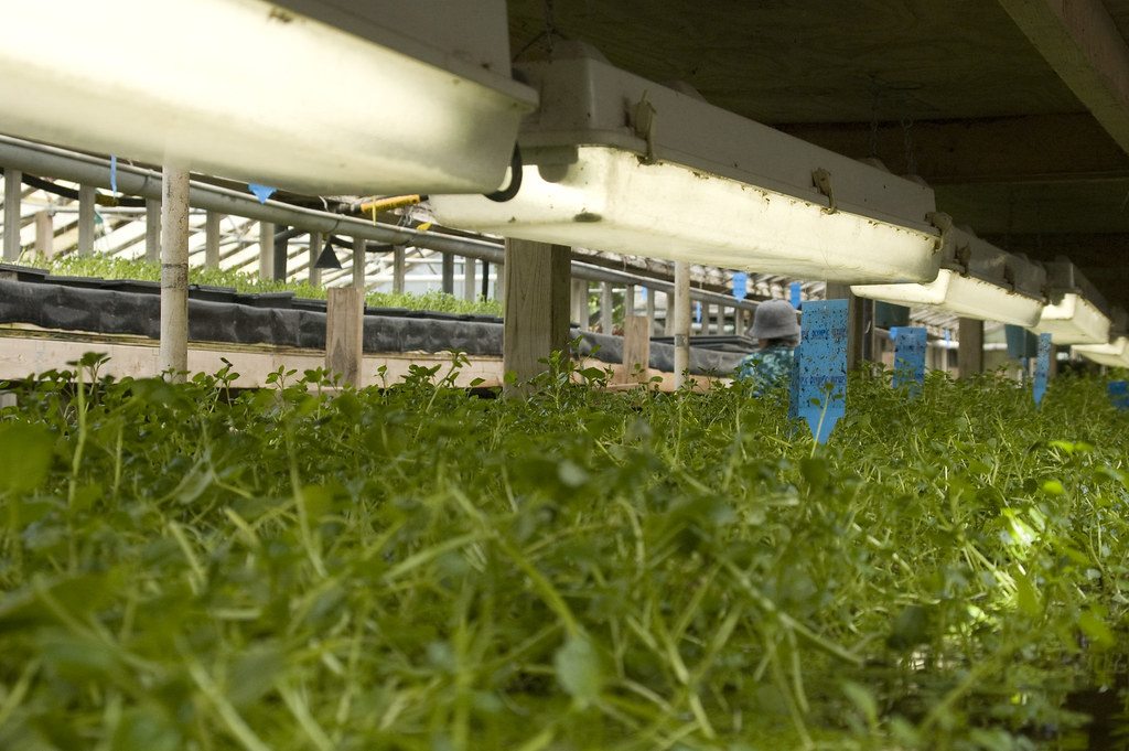 Aquaponics