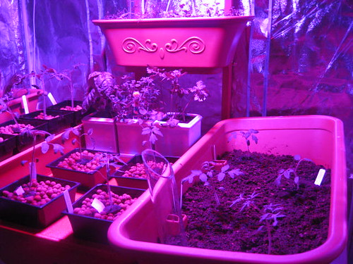 LED Grow Lights