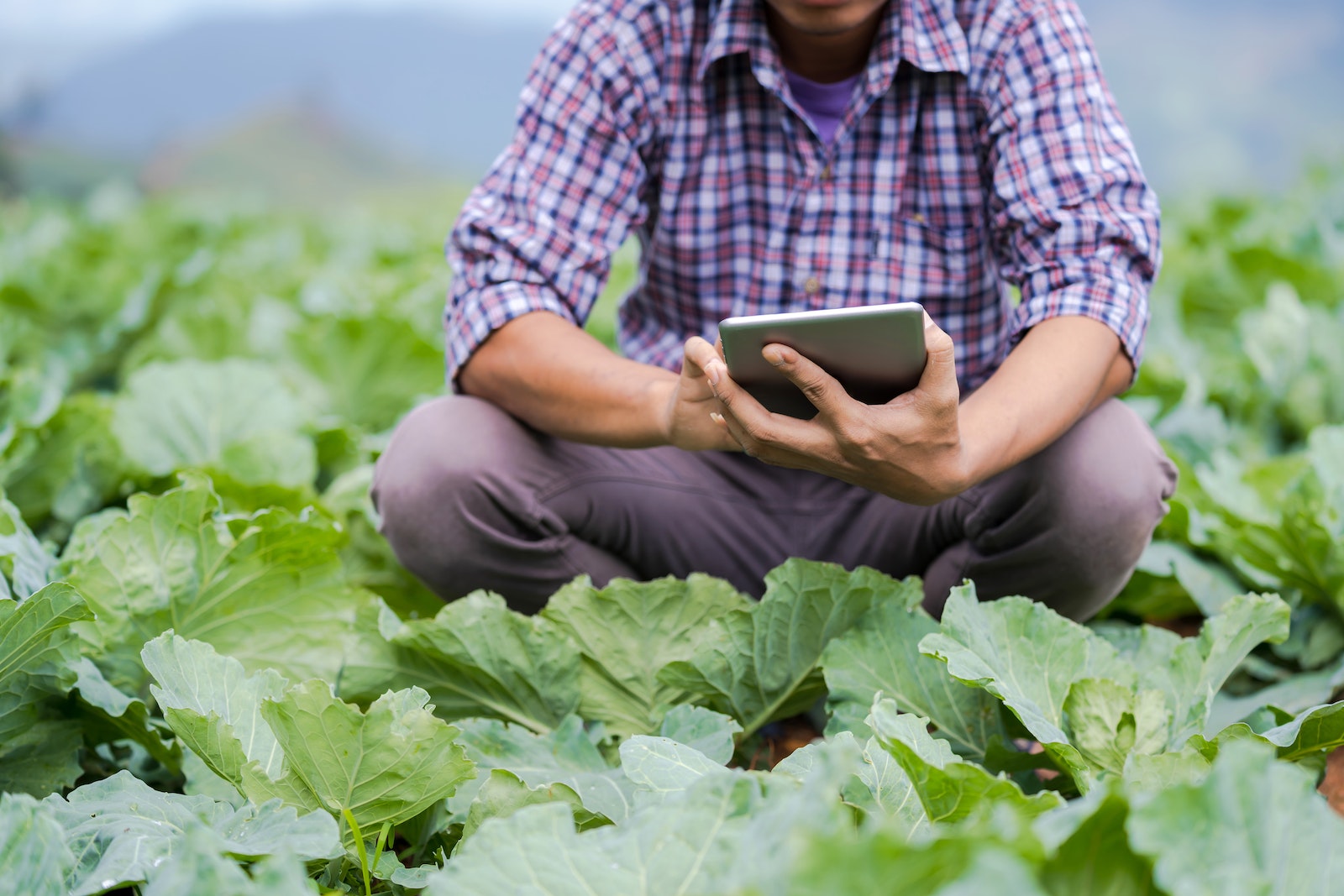 Crop faceless male in casual clothes sitting on haunches amidst green plants and using tablet while working in hothouse