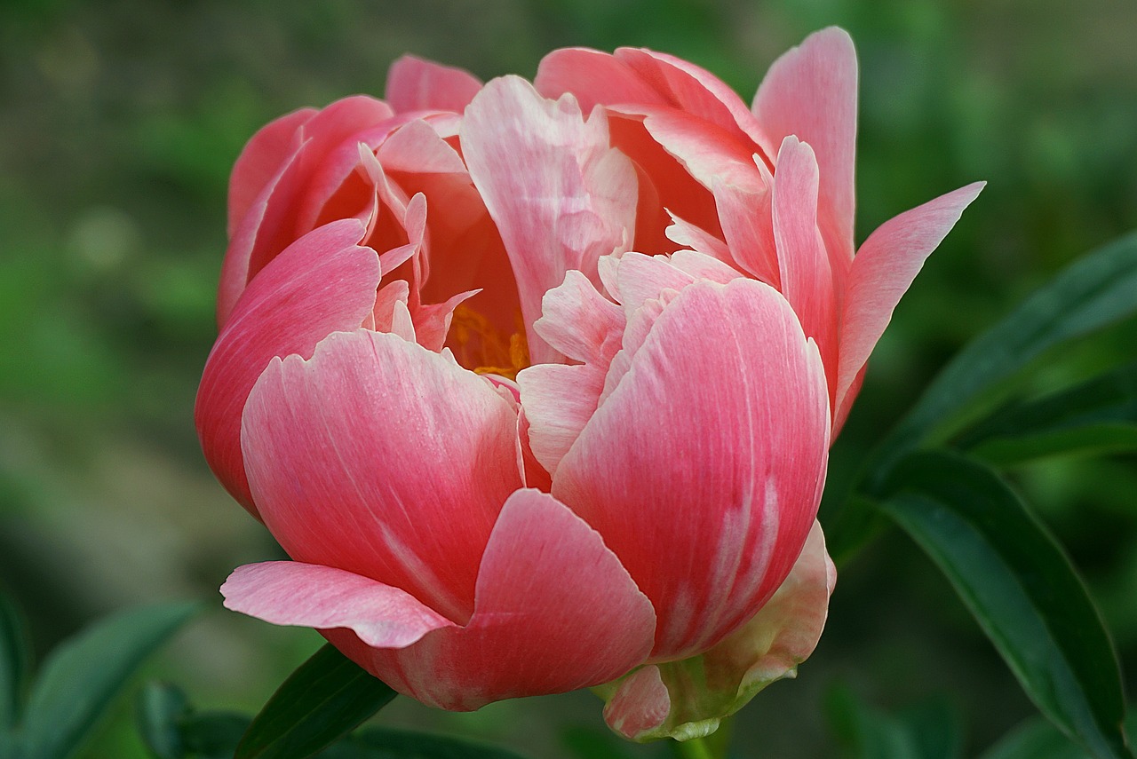 peony pink, flower pink, garden