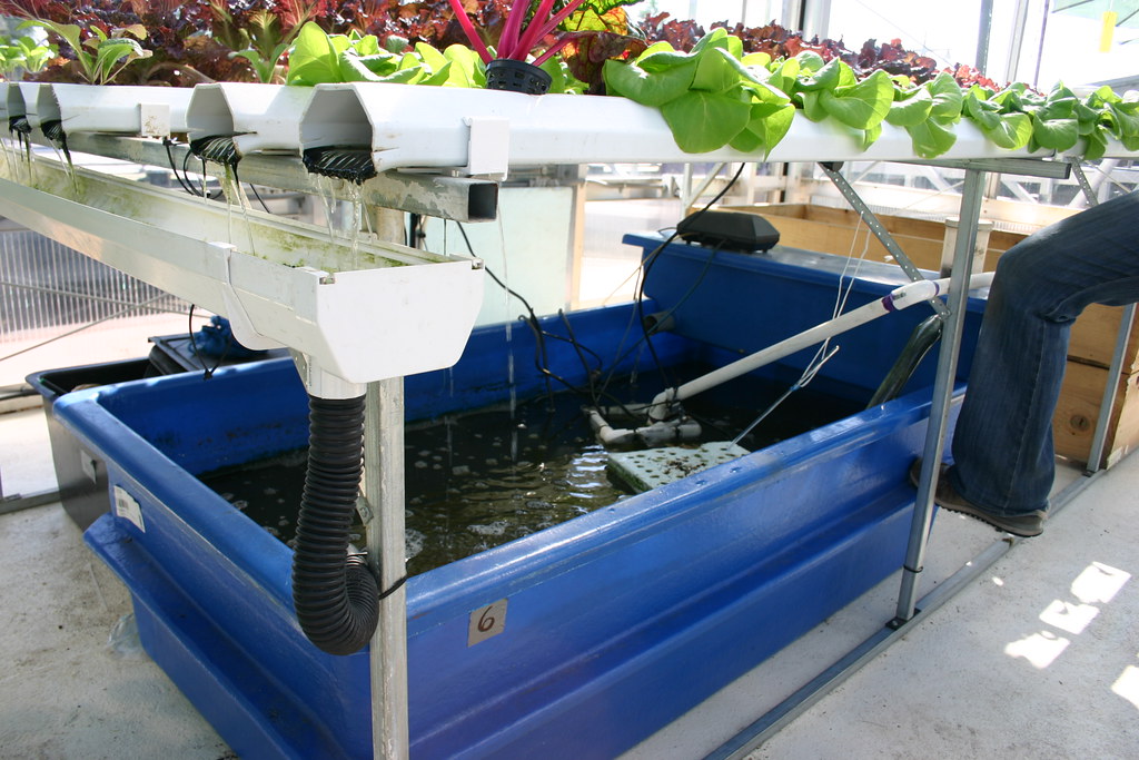 Aquaponics Aquarium