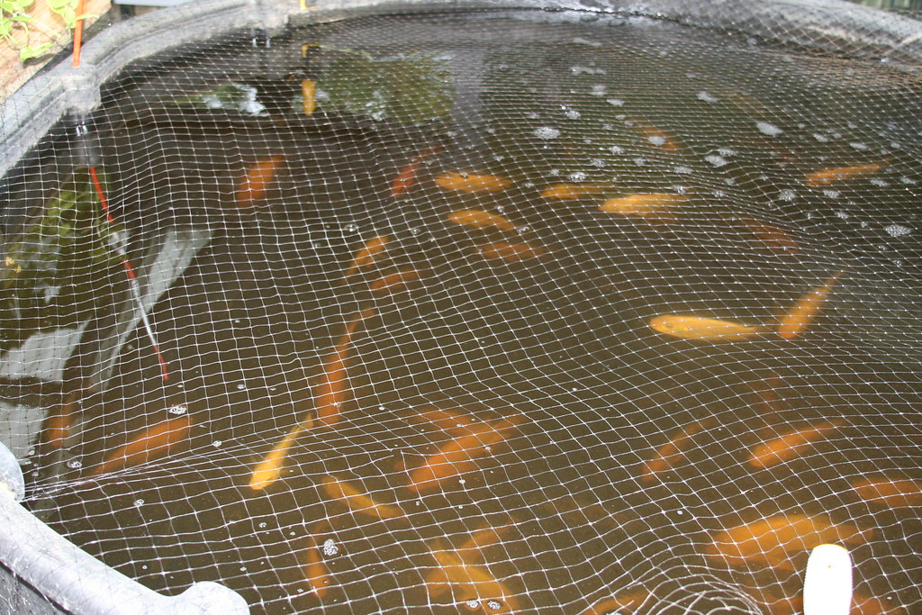 Aquaponics