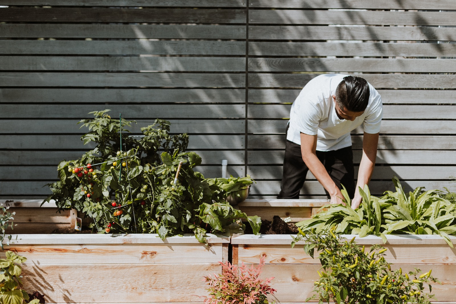 Aquaponics backyard