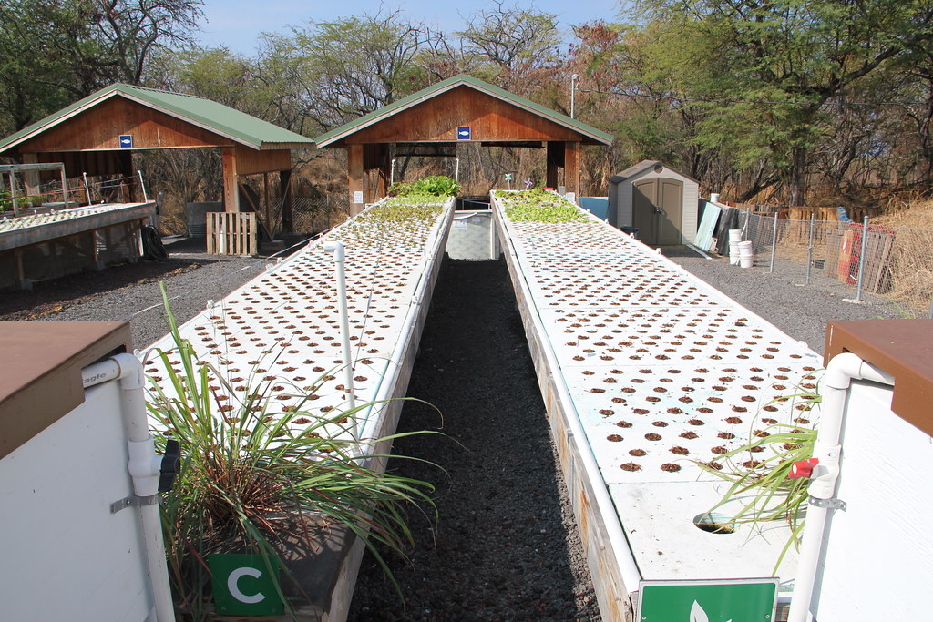 Aquaponics