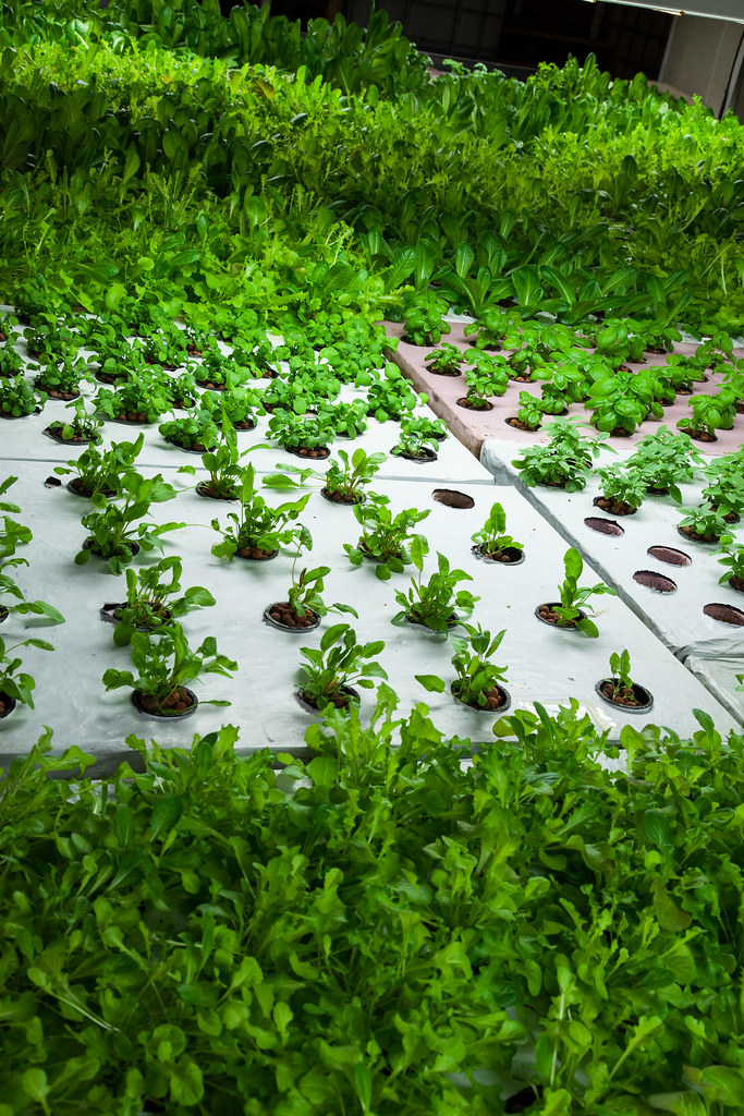 Aquaponics