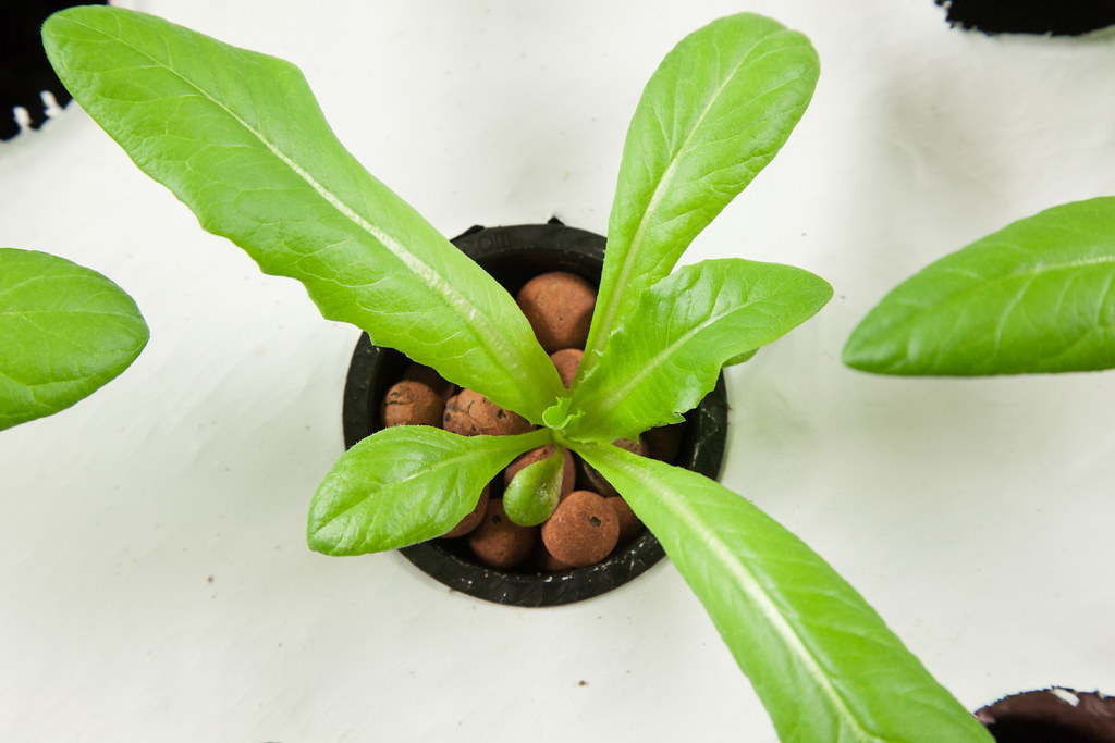 Aquaponics