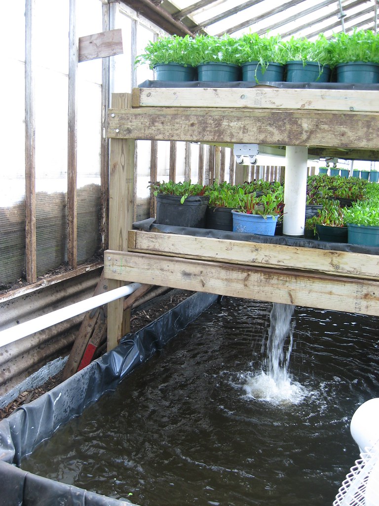 Aquaponics
