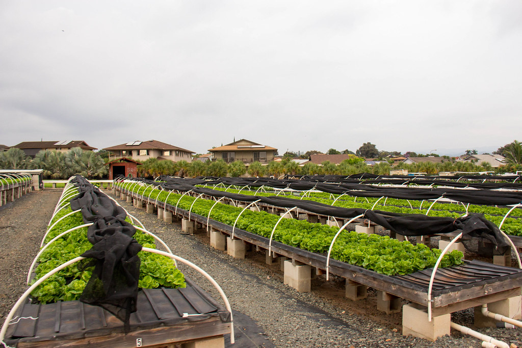 Aquaponics