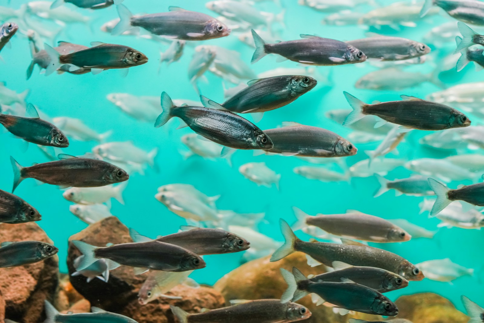 Aquaponics