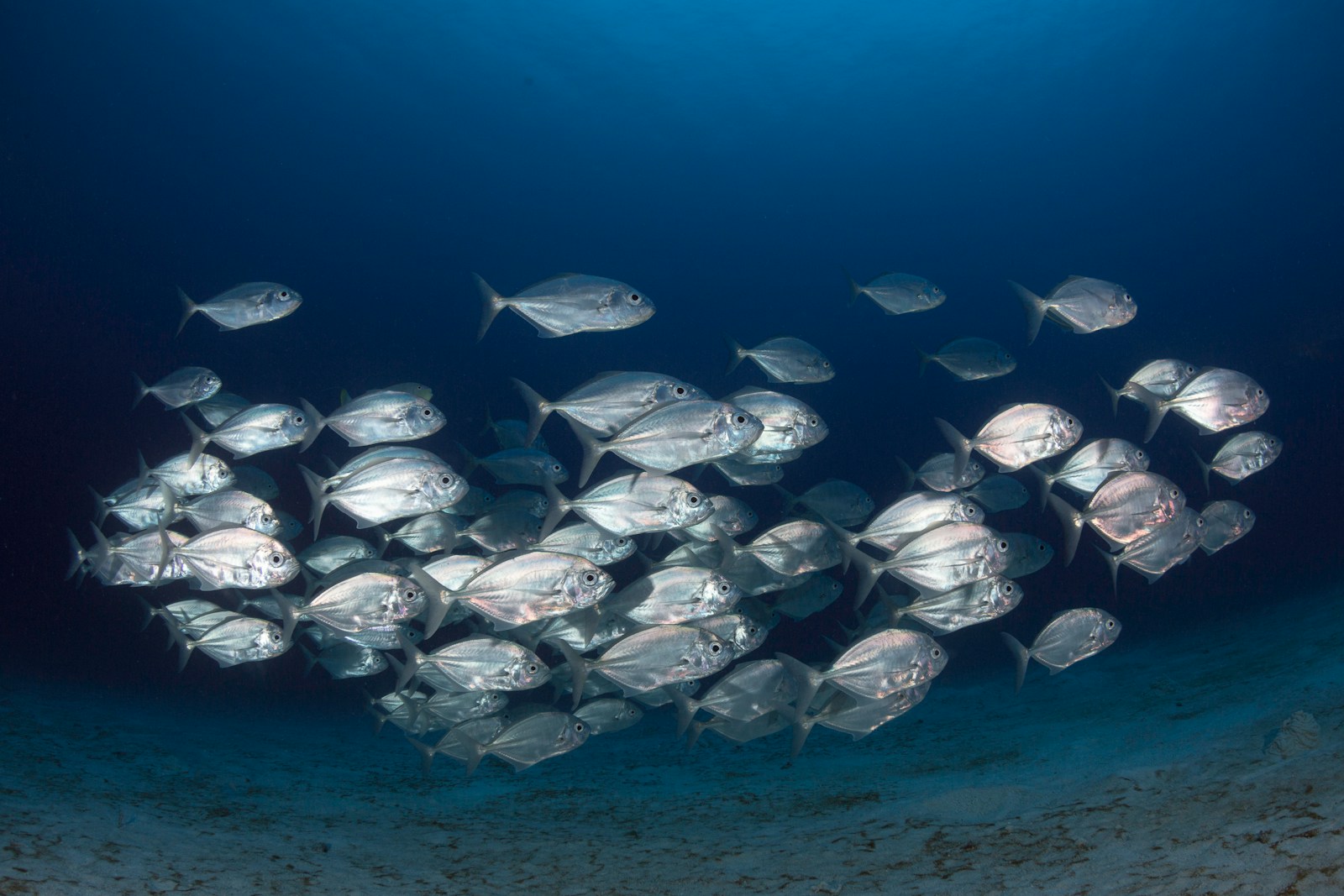 Aquaponics