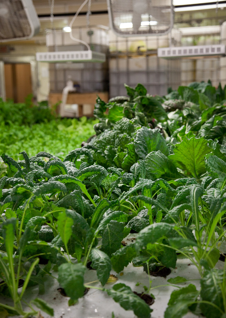 Aquaponics