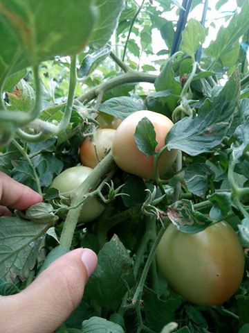 Aquaponics