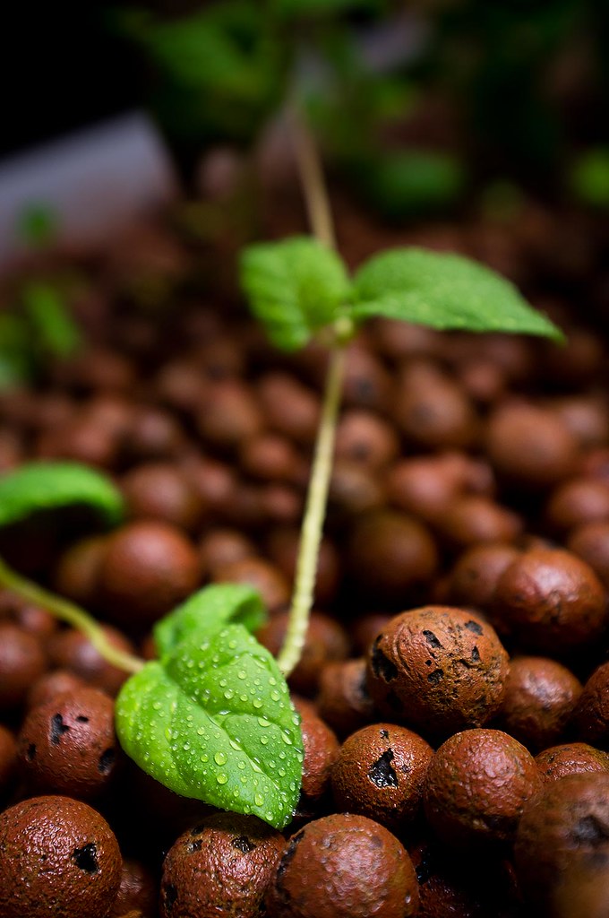 Aquaponics
