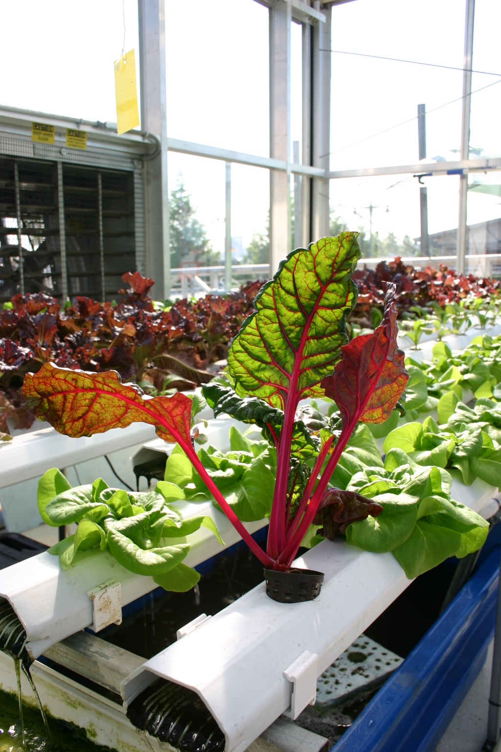 Aquaponics