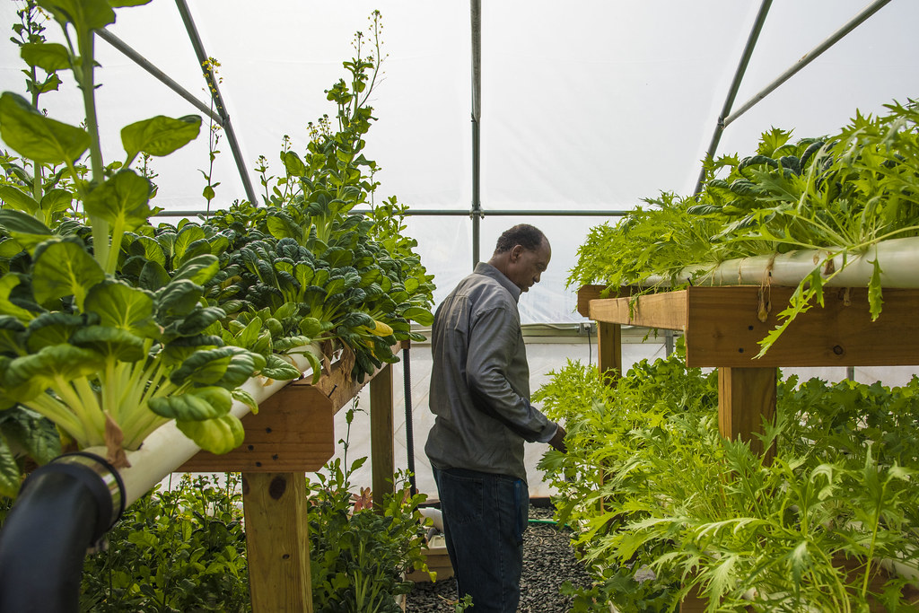 Aquaponics Farm