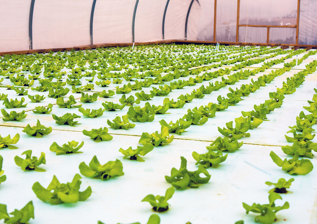 Aquaponics