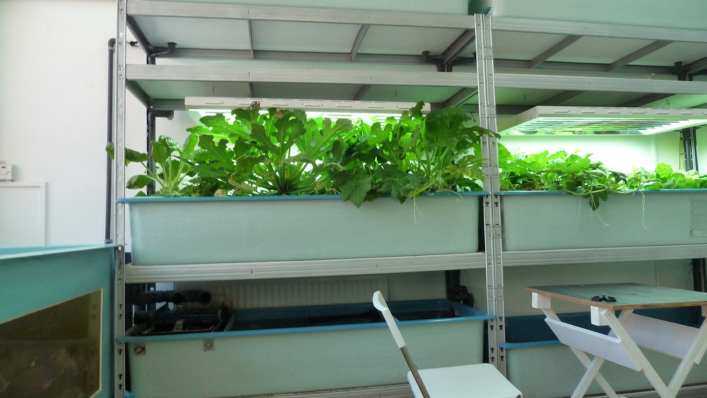 Aquaponics