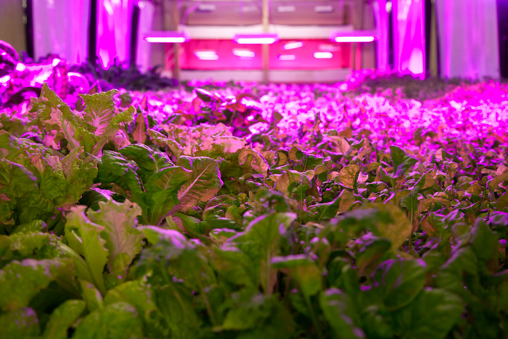 Aquaponics