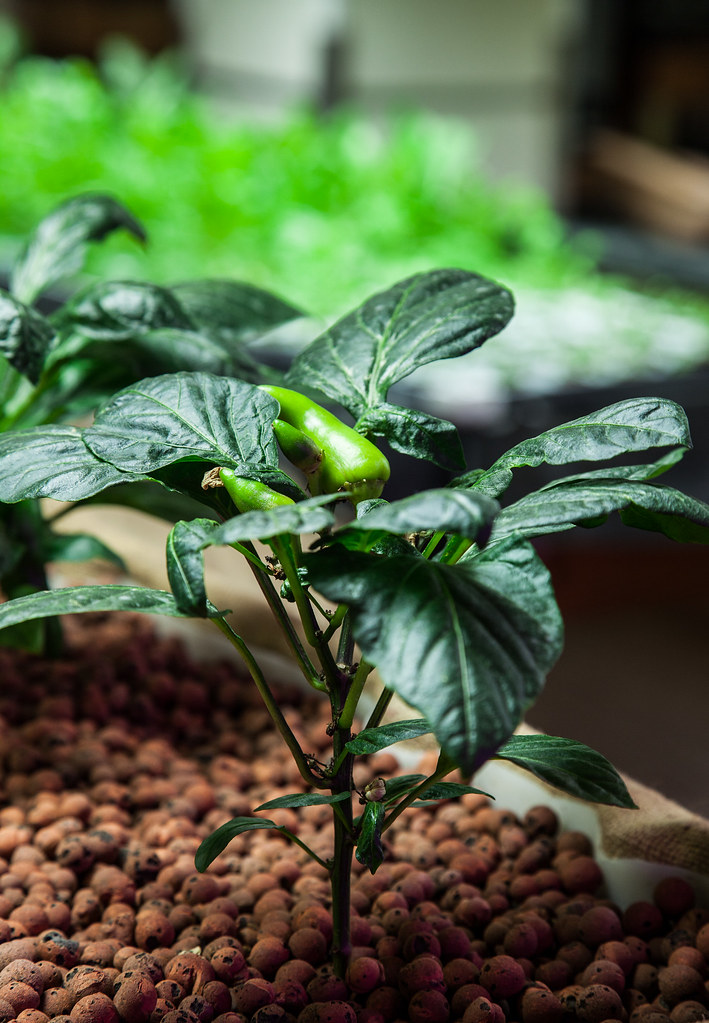 Aquaponics