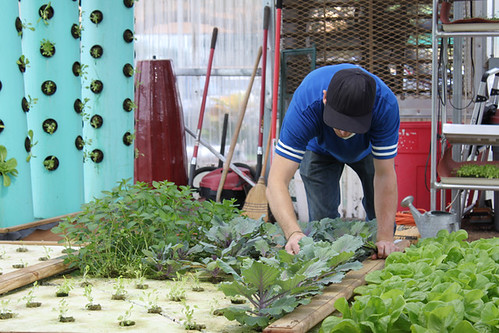 Aquaponics