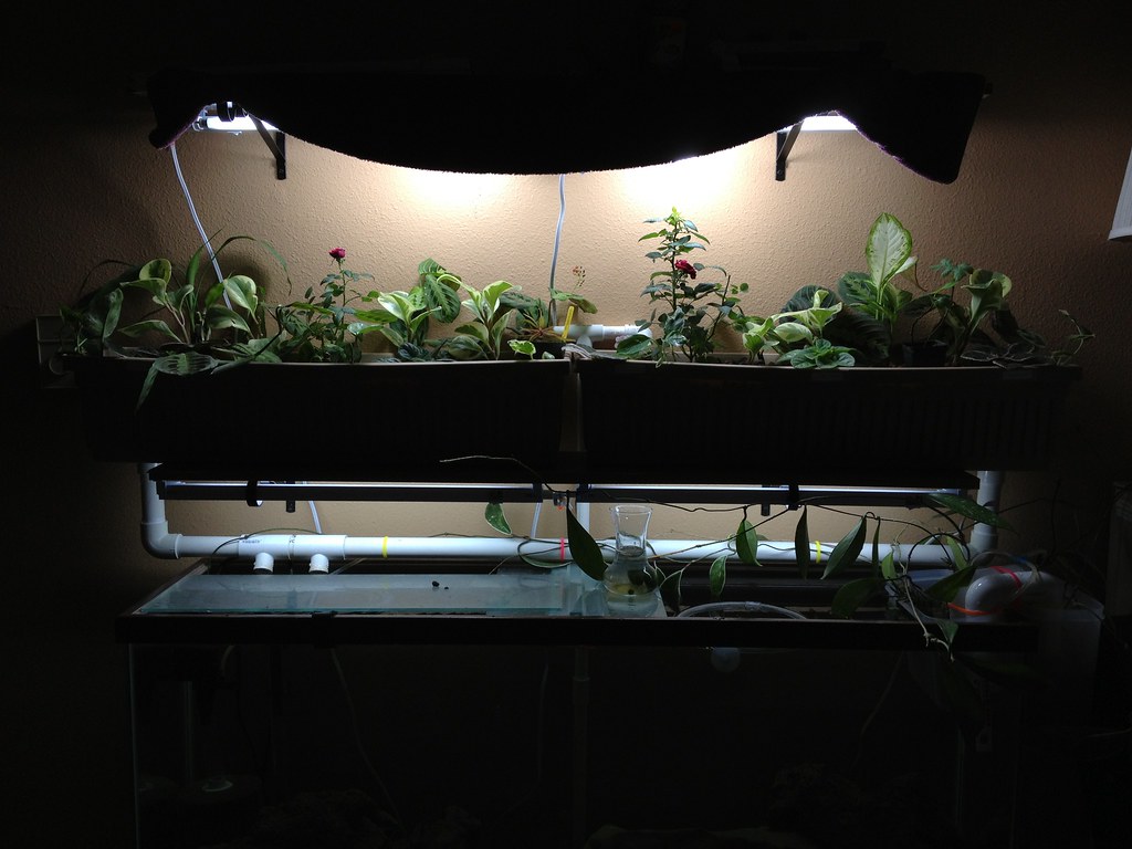 Aquaponics