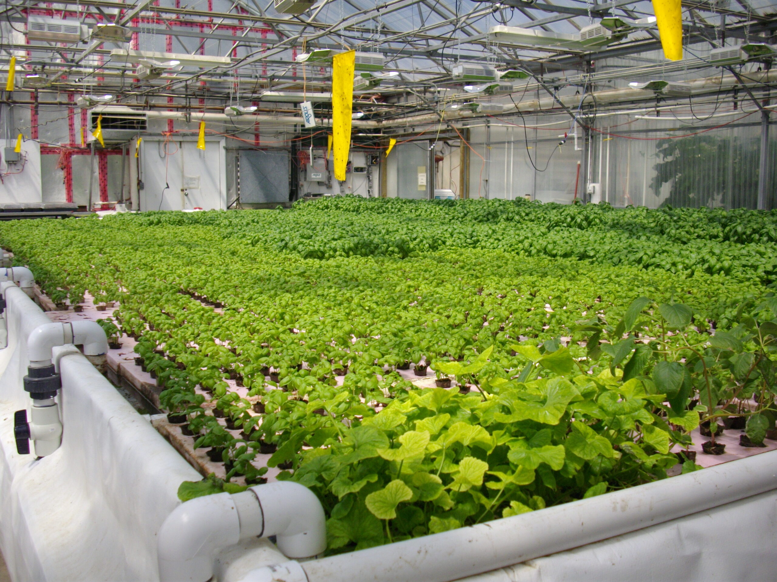 Aquaponics