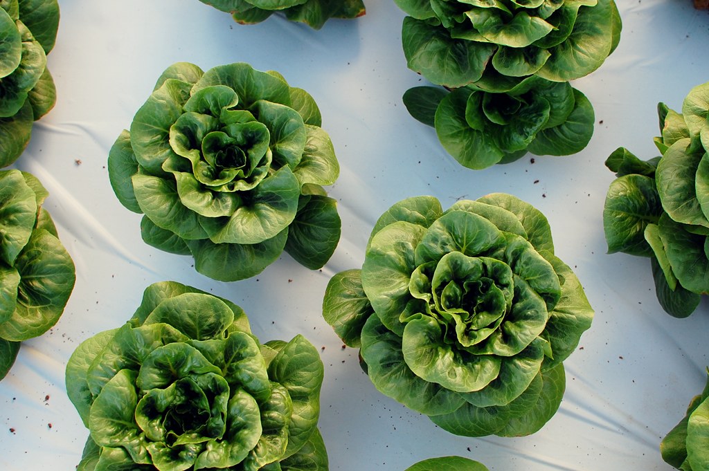 Aquaponics