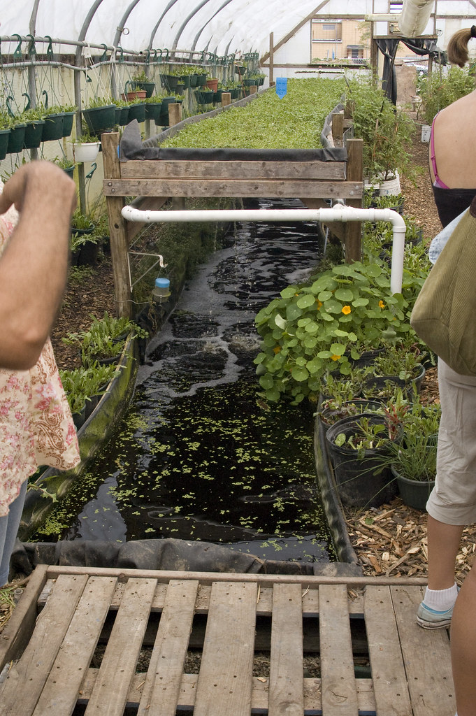 Aquaponics