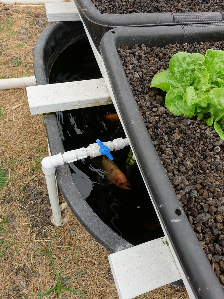 Aquaponics fertilizer
