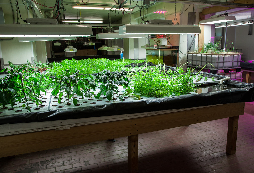 Aquaponics