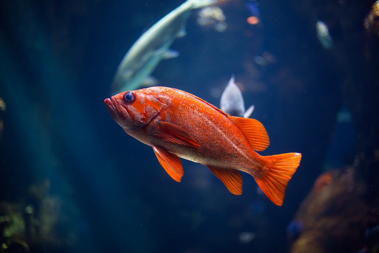Aquaponics