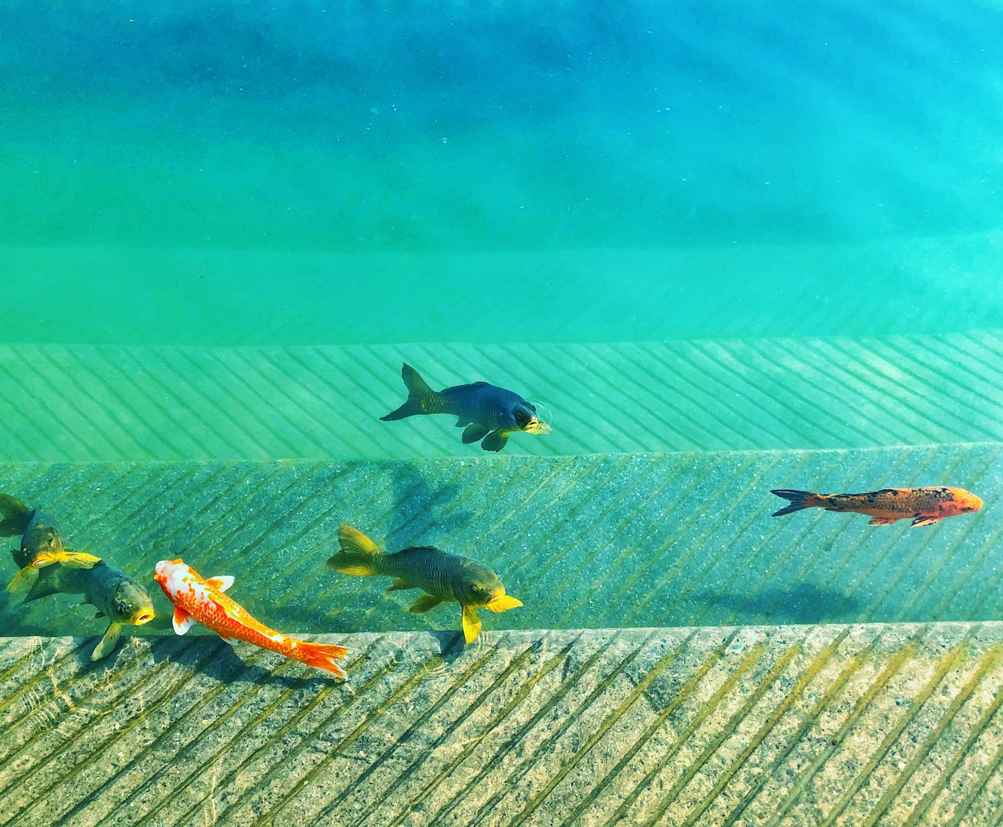Aquaponics