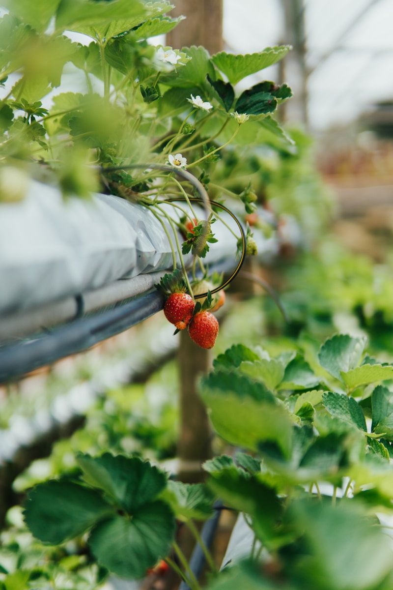 Aquaponics bussiness