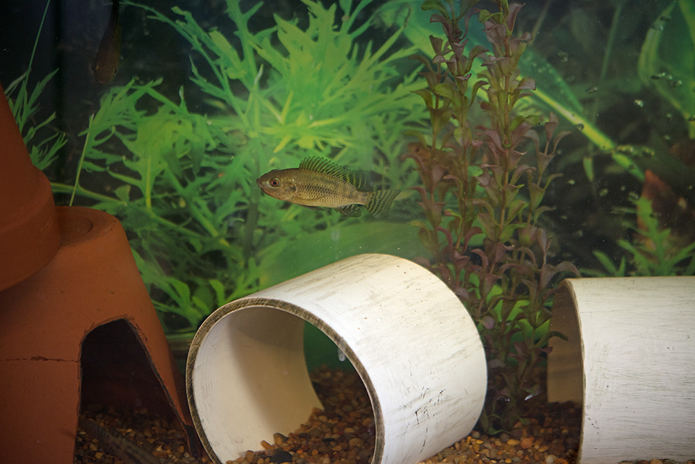 Aquaponics