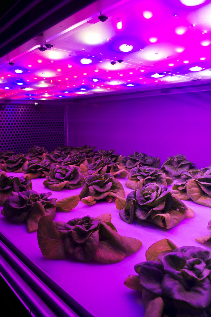 LED Grow
