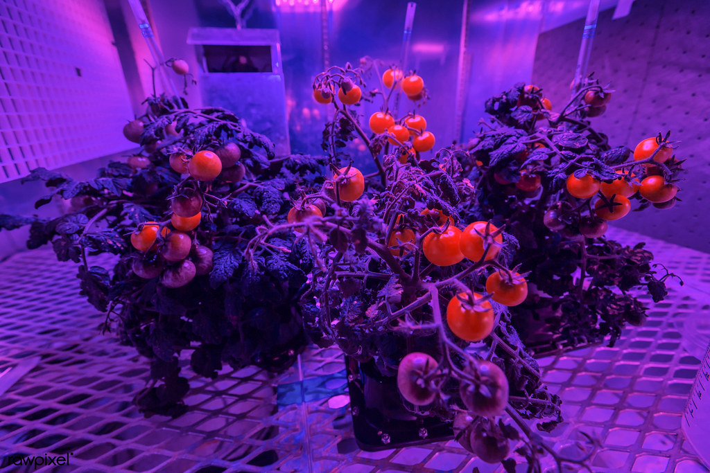 LED Grow