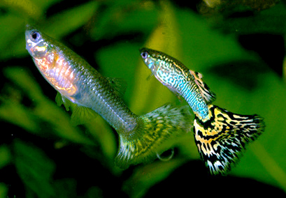 Aquaponics